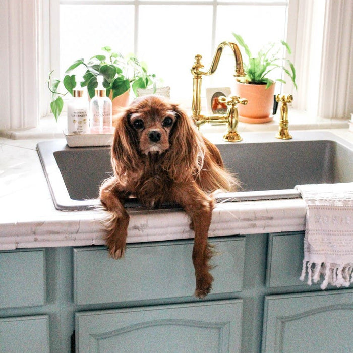 Dog Days Are Over With Bridge Faucets, KS3792AXBS