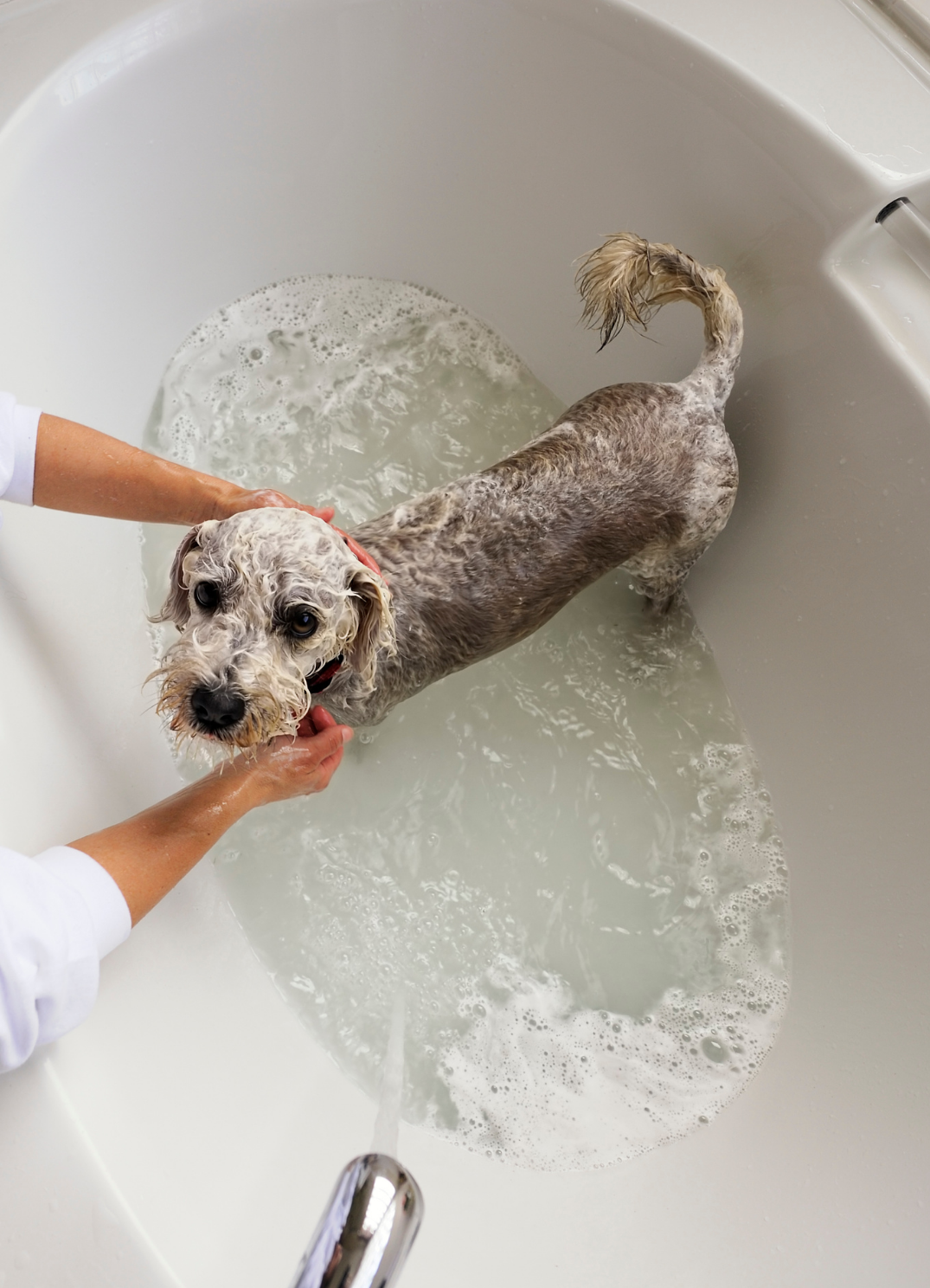 Pet Showers: Why You Might Need One