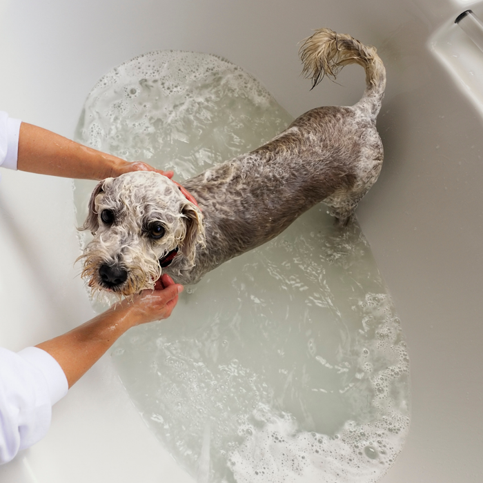Pet Showers: Why You Might Need One