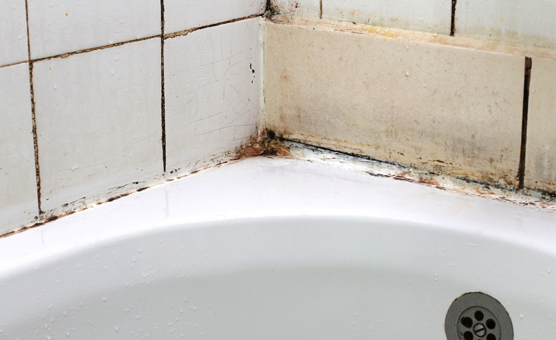 Easy Ways to Get Rid of Black Mold in the Shower